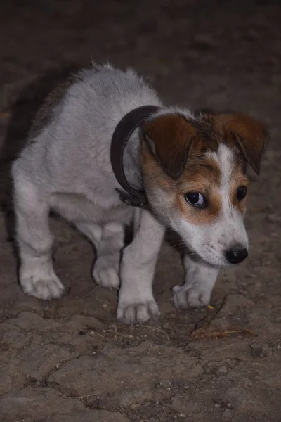 Ein Süßer Welpe Schaut Die Kamera Weißer Jack Russell Terrier — Stockfoto