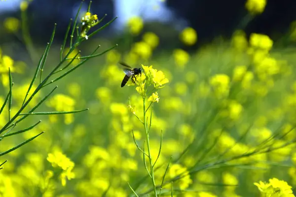 マスタードフラワーから花粉を摘む蜂です マスタードの美しい黄色の花 — ストック写真