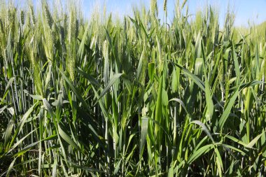 Buğday bitkisinin çiy taneleri güneş ışınlarıyla parlıyor. Hint tarlalarının muhteşem manzarası.