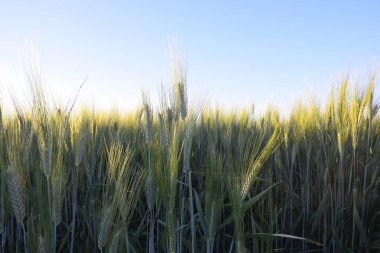 Buğday küpeleri güneş ışınlarıyla parlıyor. Güneş buğday bitkilerinin üzerine saçılıyor. Arka planda güzel mavi gökyüzü.