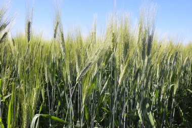 Buğday küpeleri güneş ışınlarıyla parlıyor. Güneş buğday bitkilerinin üzerine saçılıyor. Arka planda güzel mavi gökyüzü.
