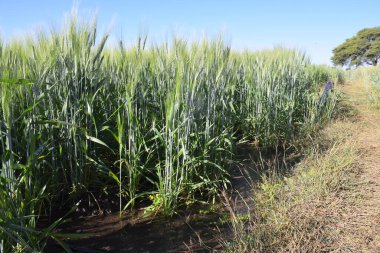 Buğday küpeleri güneş ışınlarıyla parlıyor. Güneş buğday bitkilerinin üzerine saçılıyor. Arka planda güzel mavi gökyüzü.