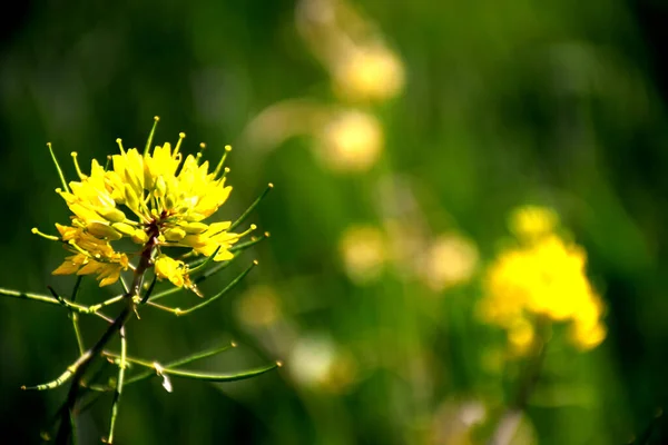 Belles Fleurs Jaunes Moutarde Dans Les Champs Indiens Attention Sélective — Photo