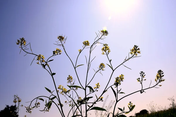 手にマスタードの美しい黄色の花 太陽が空に輝いている 選択的焦点 — ストック写真