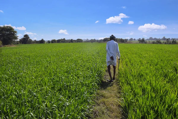 Старші Фермери Індії Перевіряють Свої Поля Вкриті Пшеницею Чудове Блакитне — стокове фото
