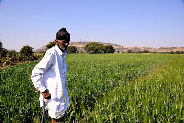 Idős Indiai Farmer Vizsgálja Búzamezőt Indiai Tanyák Zöldje Tavaszi Termés — Stock Fotó