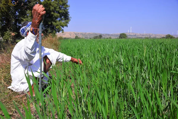 Пожилой Индийский Фермер Осматривает Пшеничное Поле Озеленение Индийских Ферм Весенний — стоковое фото