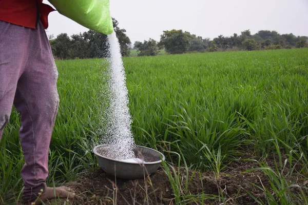 Agricoltore Indiano Sta Applicando Fertilizzanti Recipienti Acciaio Aumentare Capacità Fertilizzante — Foto Stock