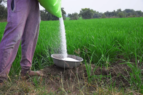 Indian farmer is applying fertilizer in steel vessel. To increase fertilizer capacity, wheat field in the background