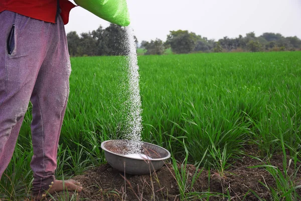 Indian farmer is applying fertilizer in steel vessel. To increase fertilizer capacity, wheat field in the background
