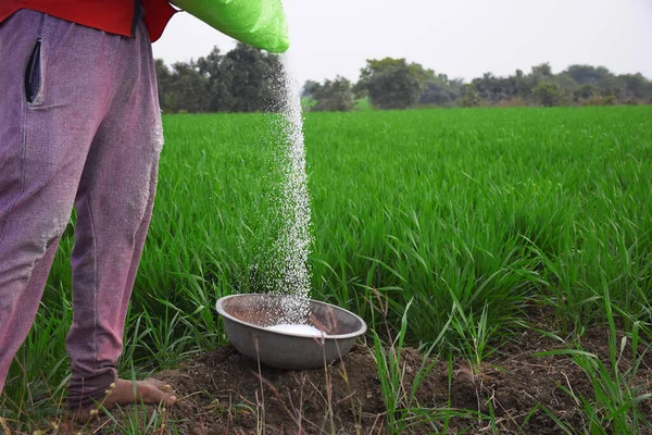 Індійський Фермер Застосовує Добриво Сталевих Посудинах Щоб Збільшити Добриво Пшеничне — стокове фото
