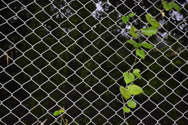 iron net, plant vine growing on it,
