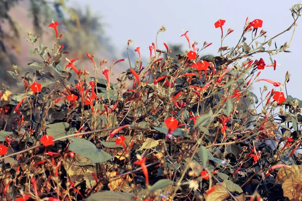 Flores Rojas Sobre Fondo Colorido Macro Foto Bosque Por Mañana — Foto de Stock