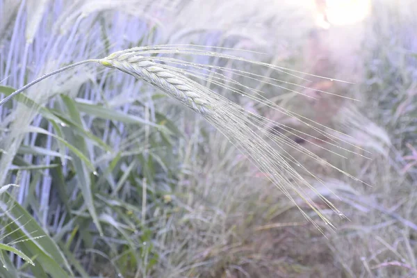 Brincos Trigo Estão Brilhando Com Raios Sol Sol Espalhando Sobre — Fotografia de Stock