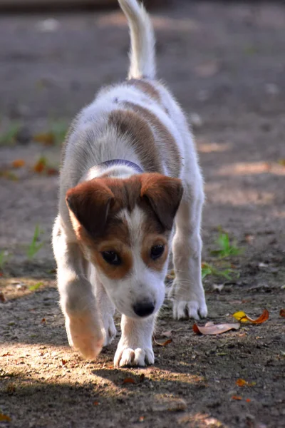 Weißer Jack Russell Terrier Welpe Hat Spaß Sommer — Stockfoto