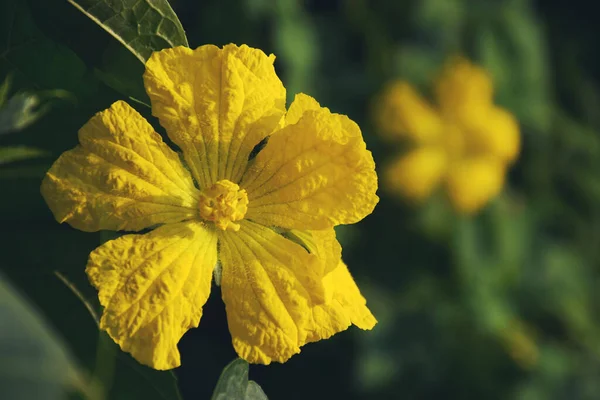 Gelbe Blüten Auf Buntem Hintergrund Makroaufnahme Wald Morgen Selektiver Fokus — Stockfoto