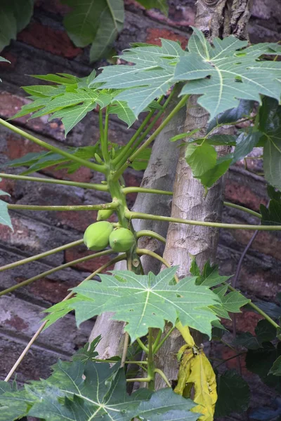 Kleiner Papayabaum Mit Papayabaum Bedeckt Backsteinmauer Hintergrund — Stockfoto