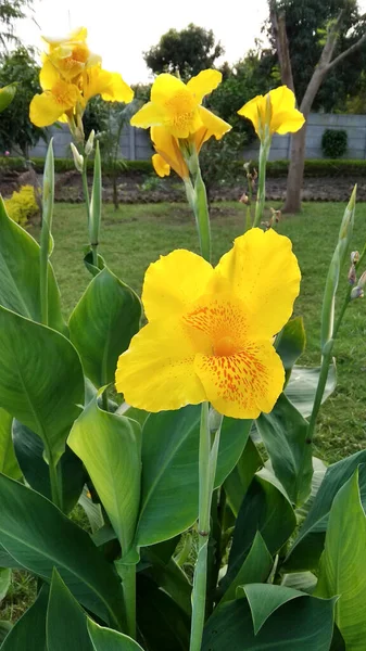 Hermosas Flores Amarillas Una Planta Forma Árbol Plátano — Foto de Stock