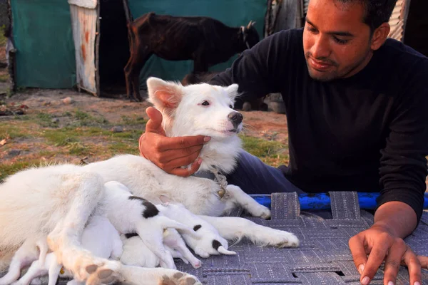 Белые Собаки Кормят Своих Детей Моделями Индийской Деревне — стоковое фото