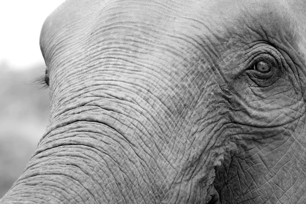 Elephant's head with eye and trunk — Stock Photo, Image