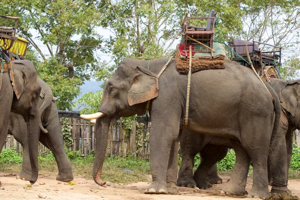 turistler tarafından çiftlikte binmek için filler