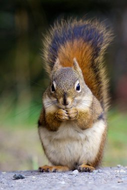 American red squirrel holding nut clipart