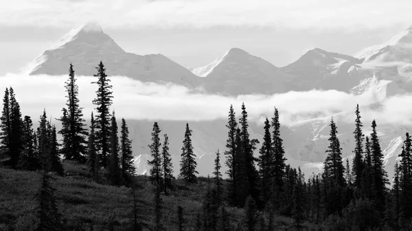Alaska range bakom skogen — Stockfoto