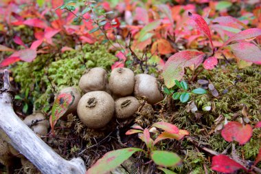 Denali ormanında ponponlar