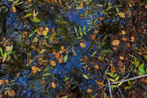 autumn background with leaves and logs in the water