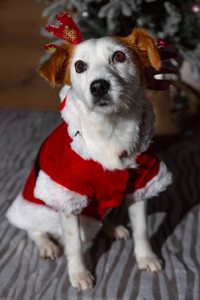 White Dog Orange Ears Disguised Santa Claus — Stock Photo, Image