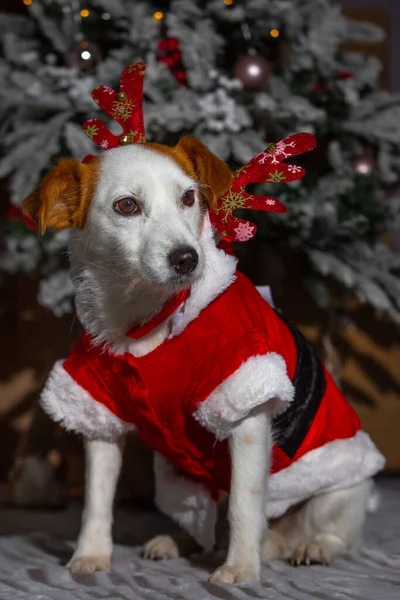 Cão Branco Com Orelhas Alaranjadas Disfarçado Santa Claus — Fotografia de Stock