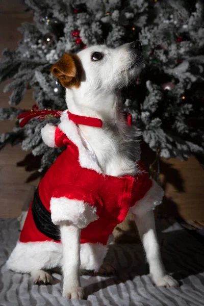 White Dog Orange Ears Disguised Santa Claus — Stock Photo, Image