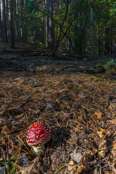Amanita muscaria, poisonous mushroom with red hat and white stem in an autumn forest