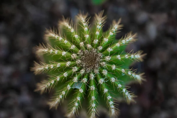 Grön Kaktus Zenitskott Blad — Stockfoto