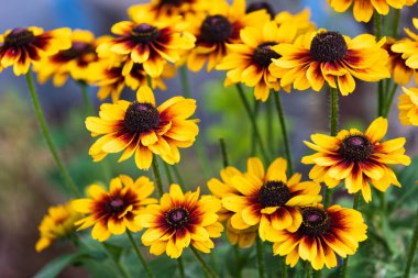 Kahverengi sırtı ve yeşil saplı sarı çiçek kümesi.