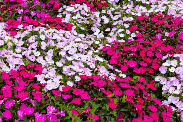 Set Flowers Different Shades Pink Background — Stock Photo, Image