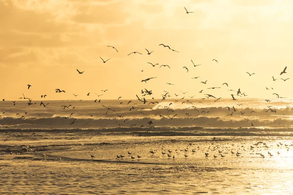 Las gaviotas salen al aire de una playa al atardecer —  Fotos de Stock