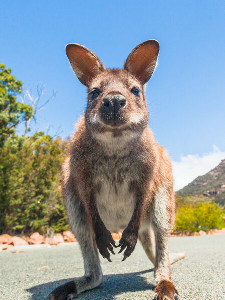 Wallaby, a kangaroo, close-up portrait, posing for the camera