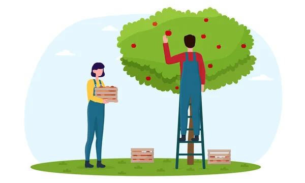 Man och kvinna i overall och gummistövlar plockar röda äpplen från trädet — Stock vektor