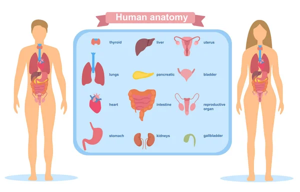 详细的视觉人体解剖 — 图库矢量图片
