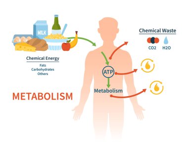 İnsan metabolizması vektör pankartı.