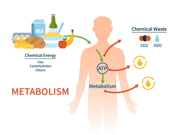 Banner de vetor de metabolismo humano. — Vetor de Stock