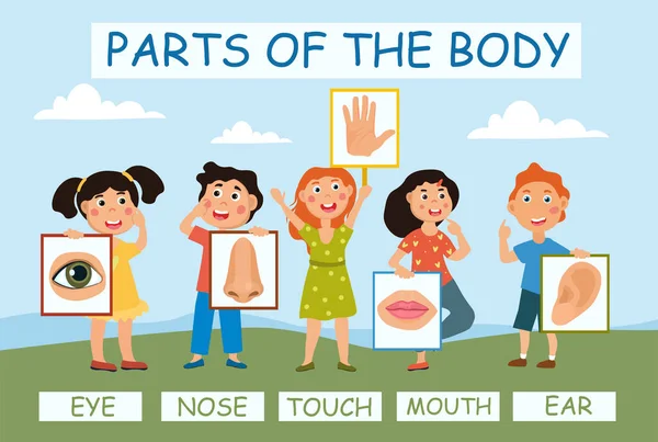 Crianças pequenas aprendendo anatomia —  Vetores de Stock