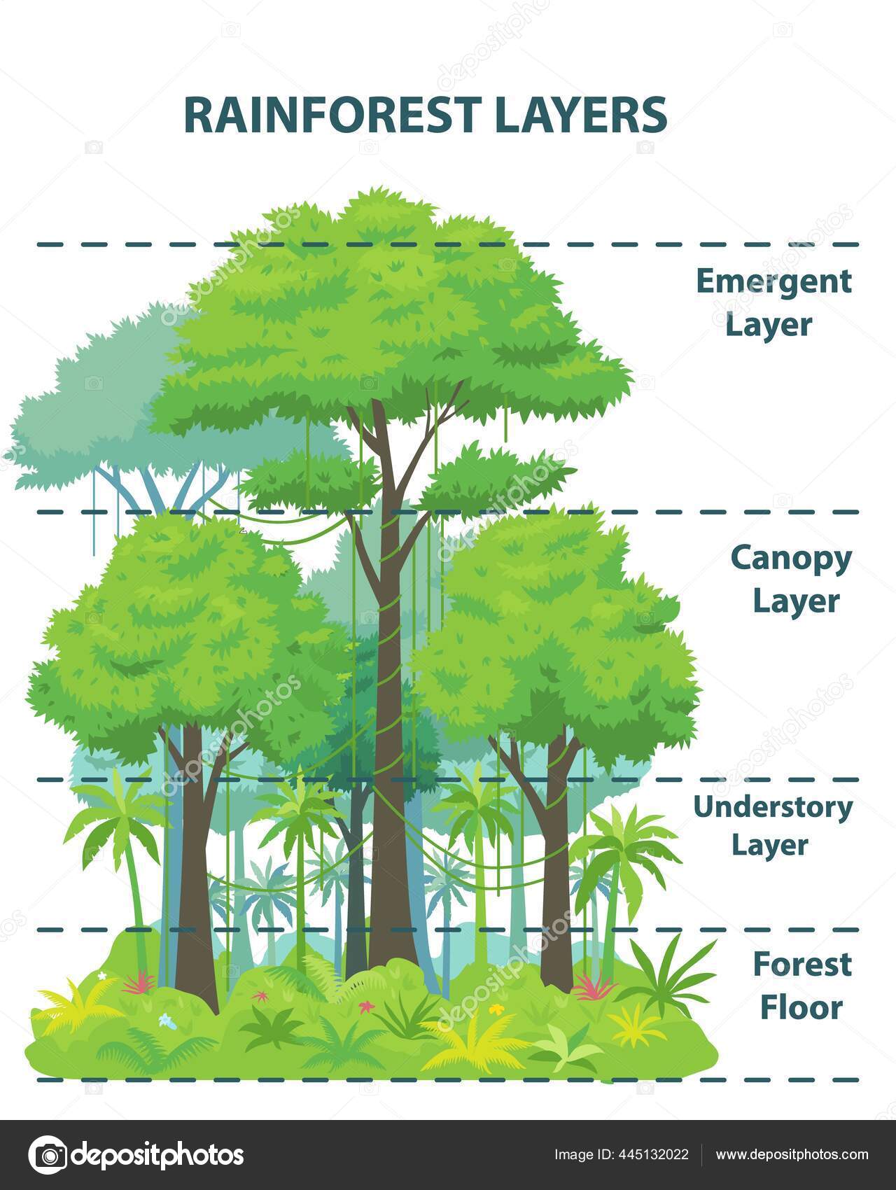 Canopy layer