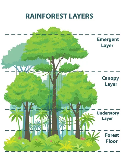 Yağmur ormanı katmanları eğitim afişi veya poster