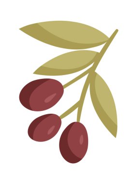 Beyaz arkaplandaki dalda küçük tatlı organik zeytinlerin etiketi.