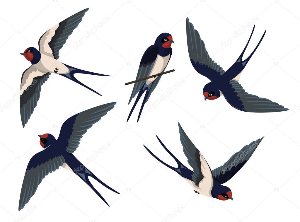 Flying swallows set