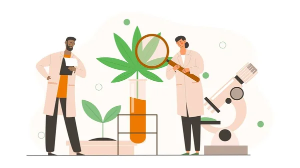 Científicos masculinos y femeninos en uniforme están analizando extracto de aceite de cáñamo cbd de la planta de marihuana — Vector de stock
