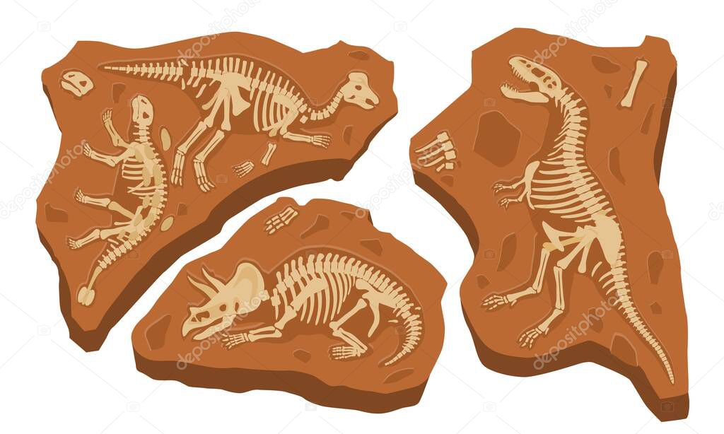 Stones with bones of prehistoric reptiles