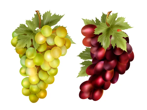 Uvas de vino realistas y uvas de mesa — Vector de stock